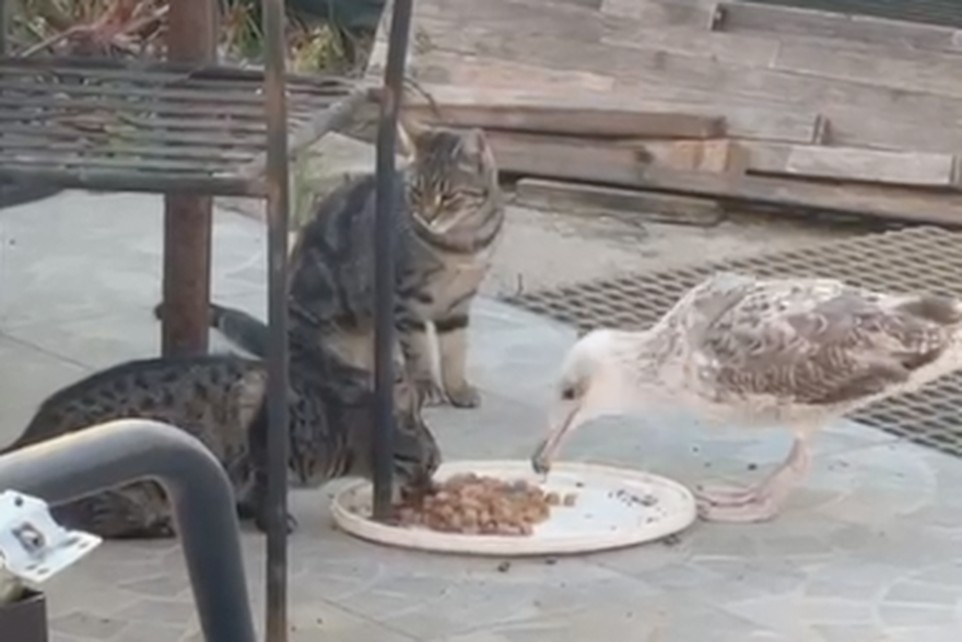 NEVJEROJATNO Mladi galeb se udoma&cacute;io na ru&ccaron;ku s ma&ccaron;kama: 'Navikle su, zna ih i kljucnuti'