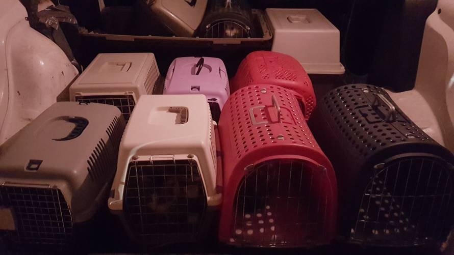 Horor u Puli: 'Stan je neopisivo smrdio, izmet i urin posvuda...'