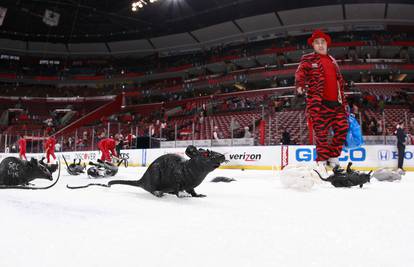 Na led doleti čak 3000 štakora kad Florida Panthersi pobijede