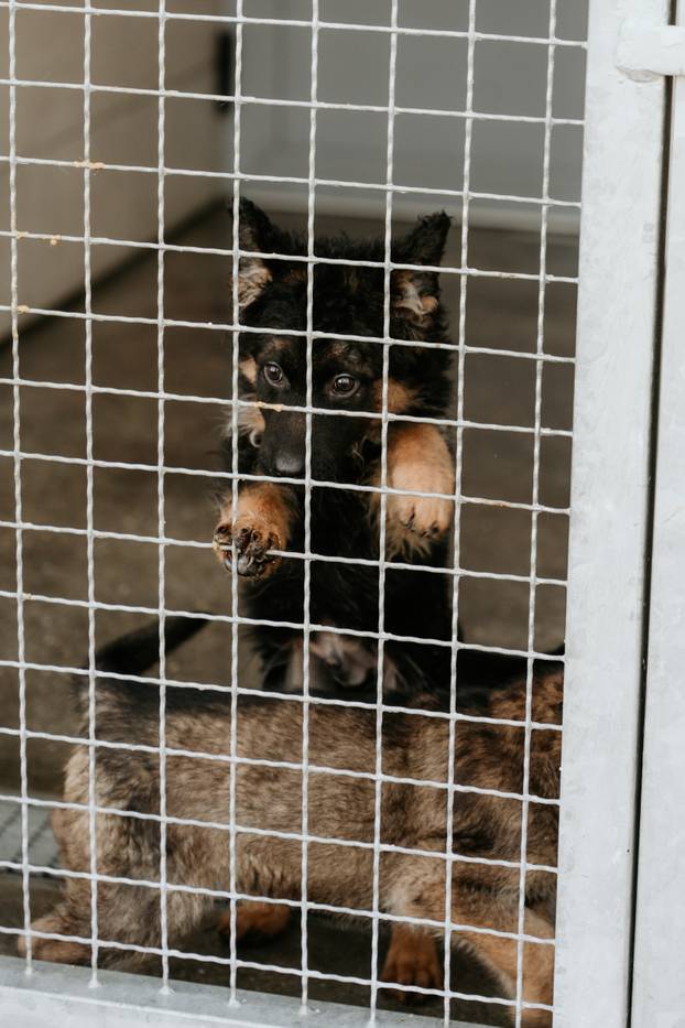 FOTO Igrači Cibone darovali su njuškice u Dumovcu i u vrijeme blagdana pokazali veliko srce