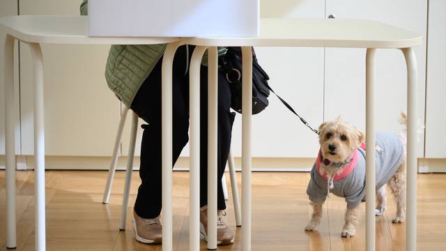 Zagreb: Pas strpljivo čeka da vlasnica glasuje na biračkom mjestu