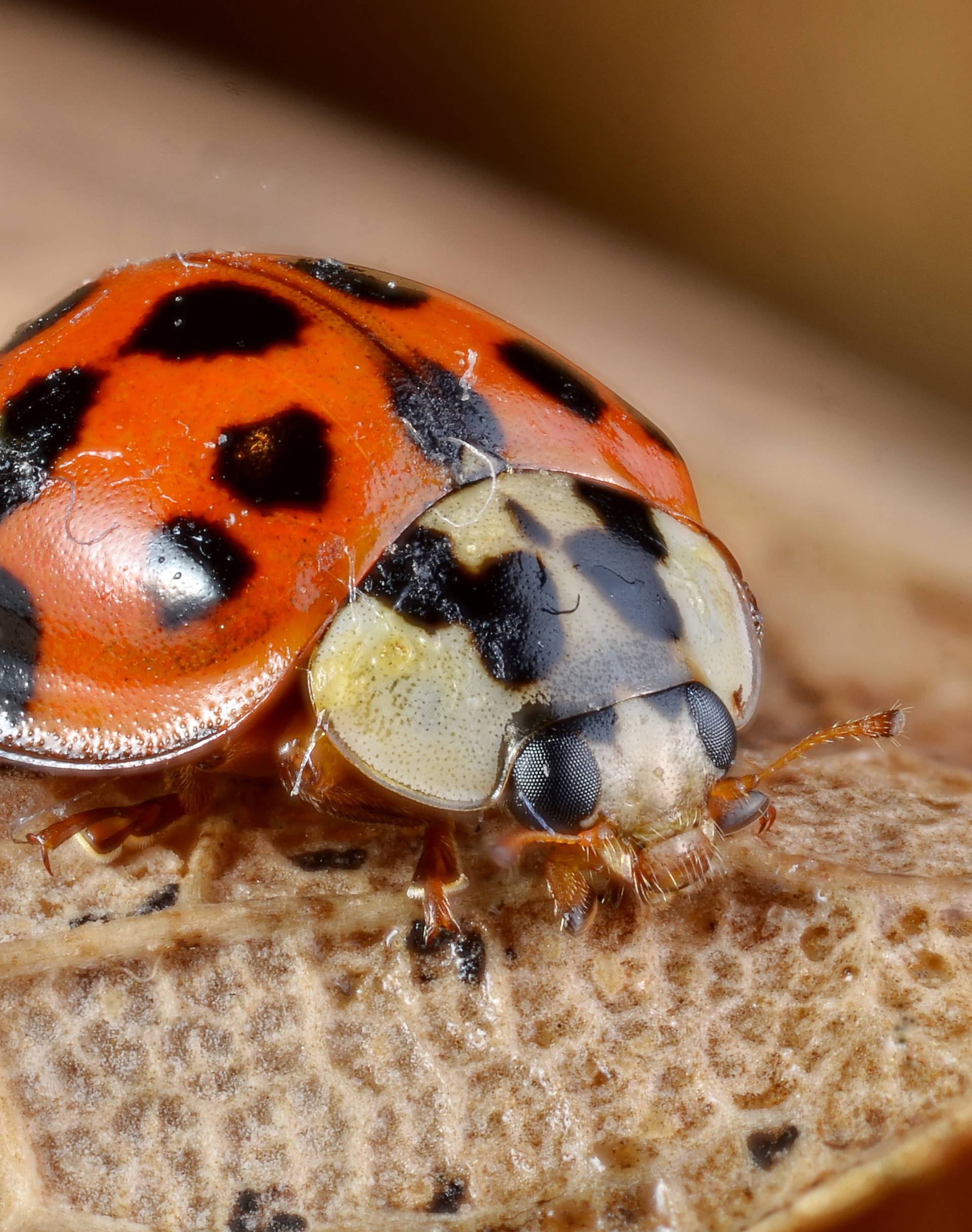 Harmonia axyridis