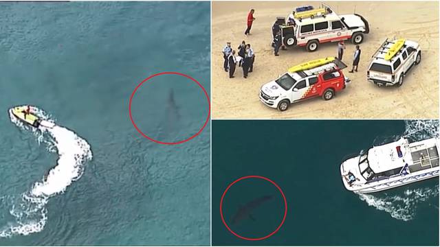 Surferi uspjeli otjerati morskog psa dugog tri metra: Napao im kolegu koji ipak nije preživio...