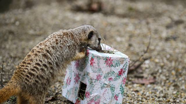 Stanovnicima ZOO vrta grada Zagreba tradicionalno su podjeljeni darovi