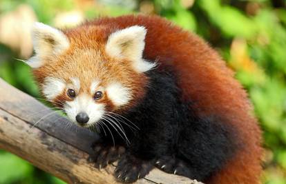 Plamen ljubavi u zagrebačkom Zoo-u: Zvonko očekuje Maju 