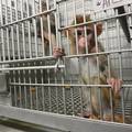 Majmuni se nisu mogli dvaput zaraziti koronom u laboratoriju