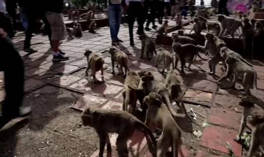 VIDEO Ovo je prava gozba: Oko tisuću majmuna u Tajlandu je uživalo u ukusnim poslasticama