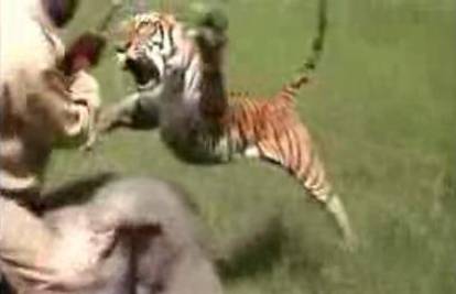Nevjerojatne snimke napada tigra u Indiji
