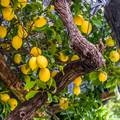 Kako posaditi stablo limuna: U nekoliko  jednostavnih koraka