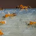 Lončanice su vam pune mrava? Riješite potencijalnu najezdu ovim lakim kućnim pripravcima