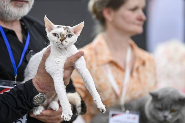 Zagreb: Međunarodna izložba mačaka WCF Cat Olimpia 2025