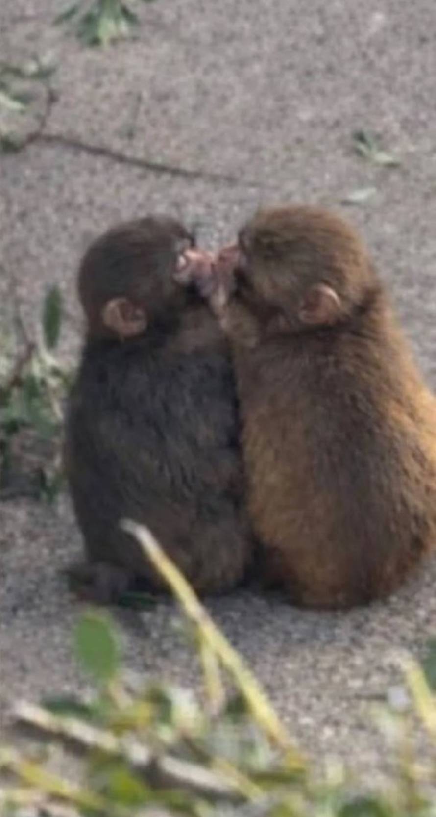 VIDEO Majmun Punch potukao se s većim od sebe - zbog cure!