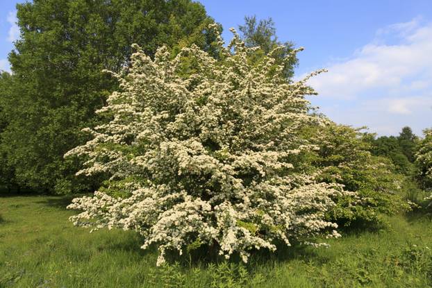 Keltski horoskop: Provjerite koji ste znak i što to otkriva o vama