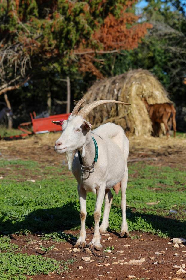 Vodnjan: Za Naj kozu 2025. godine izabrana je koza Jelena, vlasnika Mattea Muškovića 