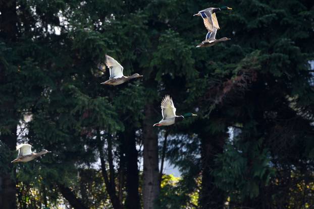 Obilazak Aboretuma Opeka u Marčanu, najvećeg arboretuma u Hrvatskoj