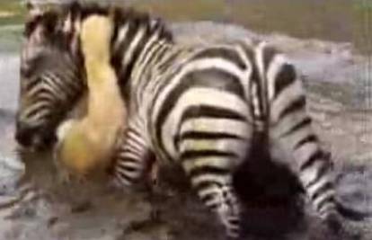 Zebra pokušala utopiti lava u rjeci nakon napada