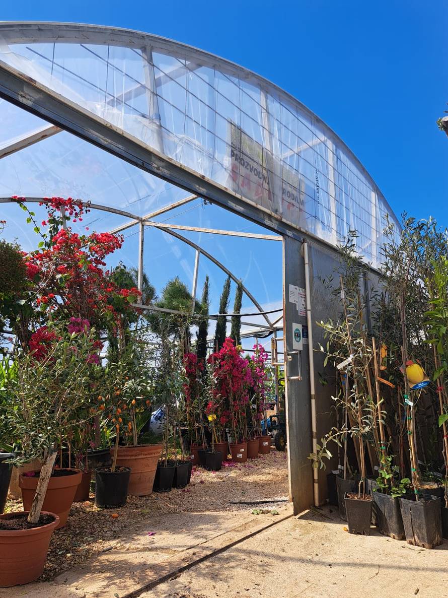 Mladi pokreću novi trend: Zašto opet svi sadimo?