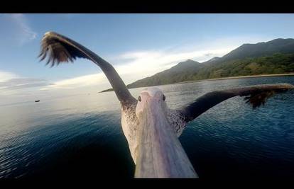 Pelikan uči letjeti: Kako izgleda svijet kad ga snimi velika ptica