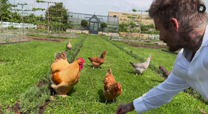 VIDEO Beckham ima novi hobi: Postao je farmer i uzgaja kokoši