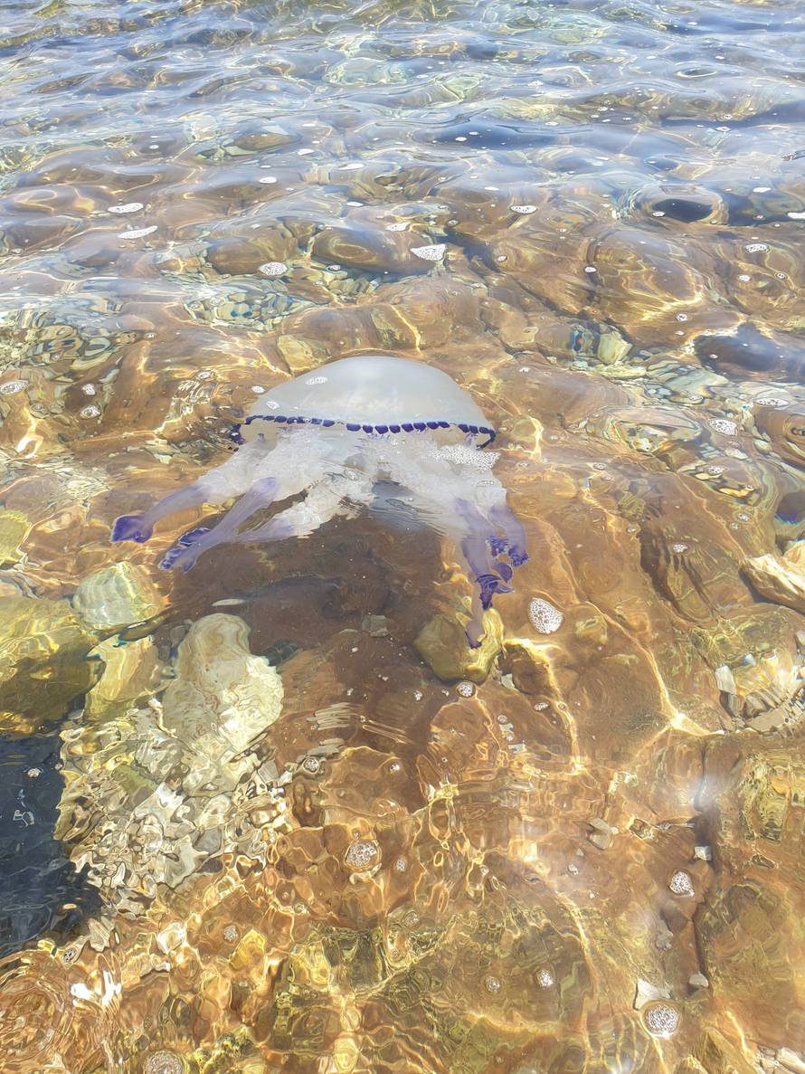 U Istri snimila ogromna 'morska pluća': 'Bila je na metar dubine, sigurno je teška pet kilograma'