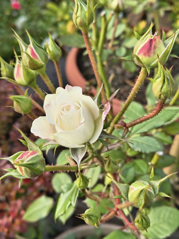 FOTO Zoran je na krovu zgrade u Zagrebu napravio zelenu oazu: 'Tu sadimo biljke, družimo se...'