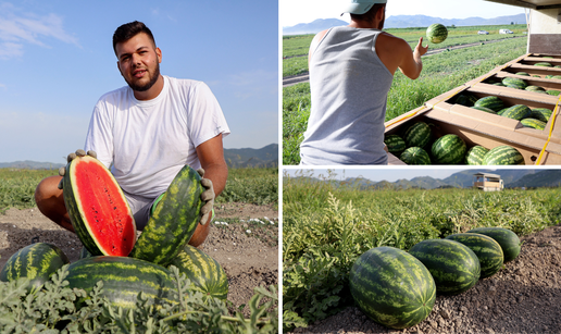 Neretvanske lubenice pravi su afrodizijak: Zbog pogodne mikroklime pune su likopena