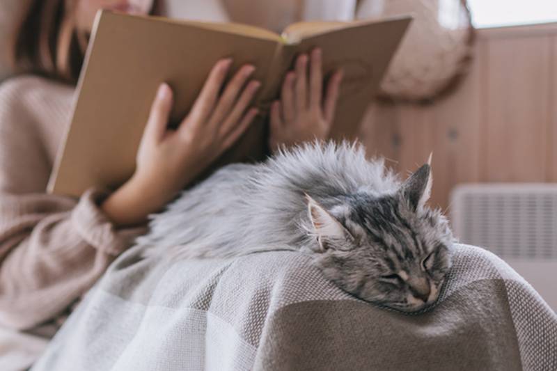 4 razloga zašto mačka spava na vama, na nekom dijelu tijela
