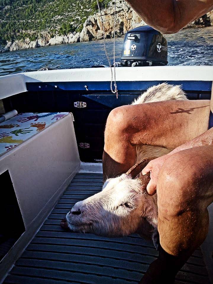 Miljenku iz 'Ljubavi na selu' spasili su kozu: Visila je s hridi