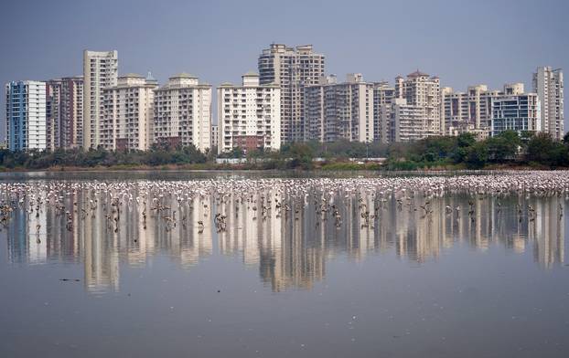 A flock of flamingos is seen in the Talawe wetland against the backdrop of residential buildings in Navi Mumbai