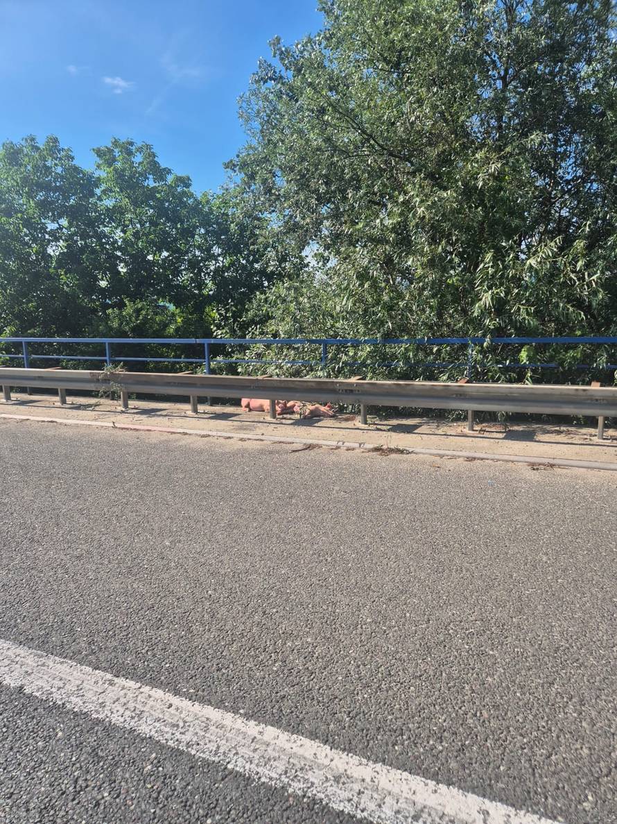 VIDEO Kolaps zbog svinja na obilaznici u Zagrebu, pokušat će ih uhvatiti. Kolona čak 7 km!