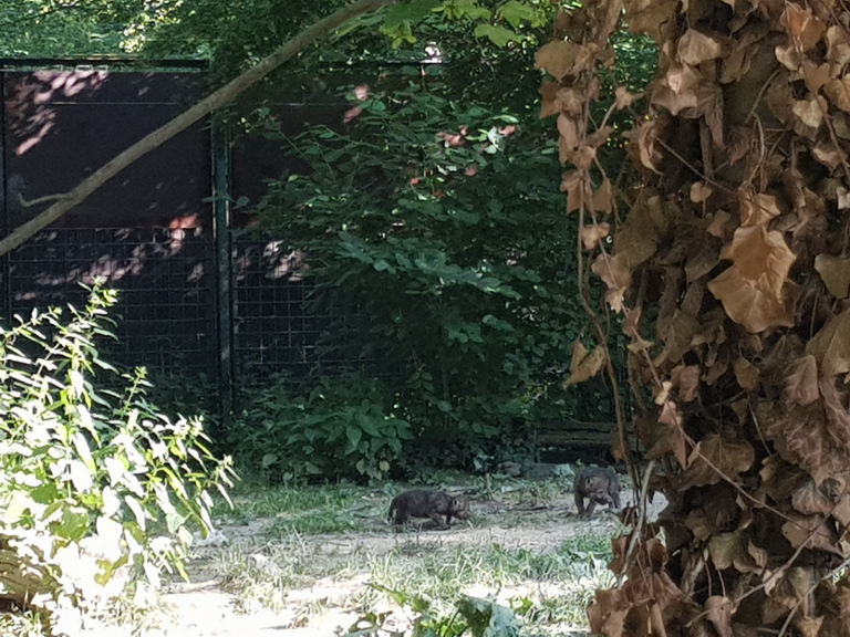 U Maksimir stigle prinove: Tri vučića uljepšala ljeto u ZOO-u