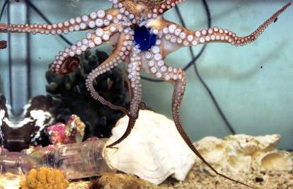 Hobotnica Octi naučila otvarati boce u akvariju