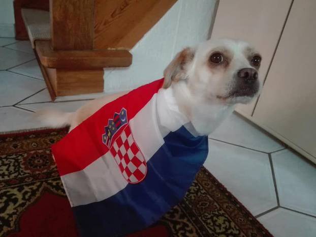 ŠAPE GORE! Ovako navijaju za repku ljubimci naših čitatelja