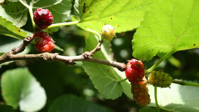 Plod murve ima niz prednosti za zdravlje, a iskoristite i listove