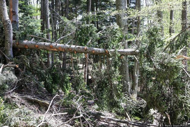 Zagreb: Tri tjedna nakon razorne oluje na Sljemenu i dalje vidljive posljedice 