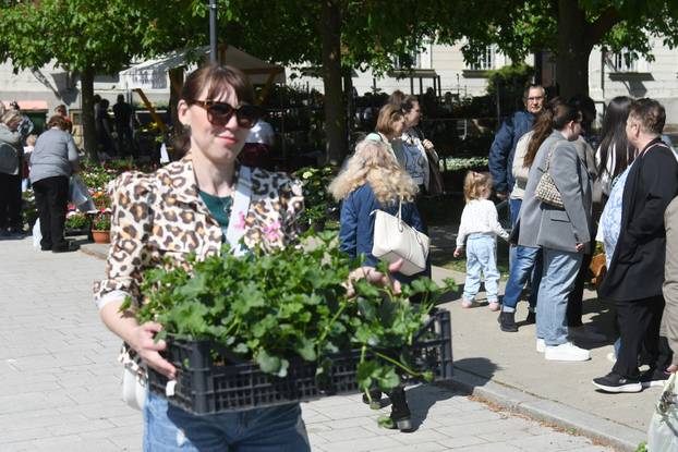Obilježavanje Dana grada Križevaca uljepšano je cvjetnom manifestacijom "Križevci u cvijeću"