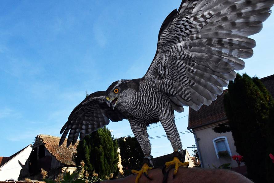 Sokolar Stjepan Alaber iz Zagrađa pokraj Pleternice