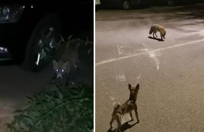 VIDEO Lisica u centru Krka: 'U jednom trenutku nas je počela loviti, moj pas joj je bio plijen...'