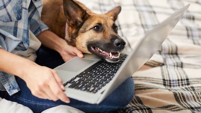 Prepoznaju li psi lica vlasnika na ekranu mobitela ili tableta?