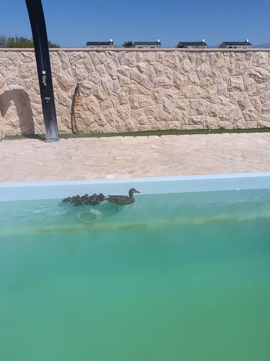 VIDEO Umjesto turista dolaze im - pačići: 'Nije prvi put da se kupaju u bazenu, stalni su gosti'