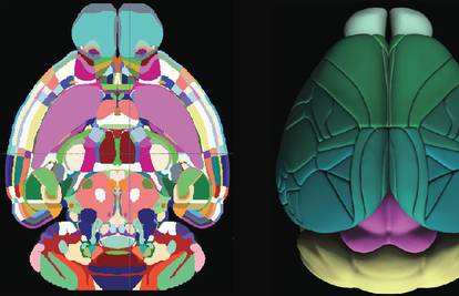 Ova 3D fotografija najsličniji je prikaz mišjeg mozga ikad