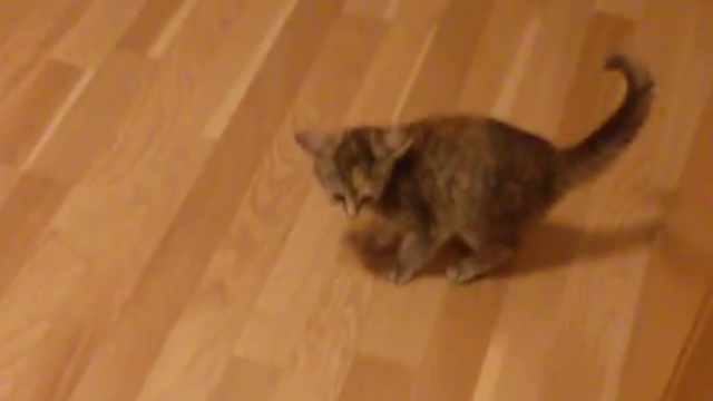 Kakva smijurija: Mali mačić našao 'nevidljivog' prijatelja