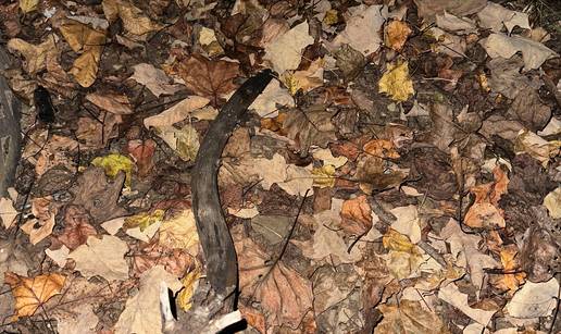 OPTI&Ccaron;KA VARKA Tko mo&zcaron;e uo&ccaron;iti &zcaron;abu u li&scaron;&cacute;u za 10 sekundi? Pomo&cacute;, ne vidimo je ni mi!