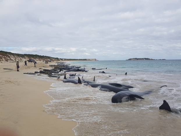 Stranded whales on the beach at Hamelin Bay