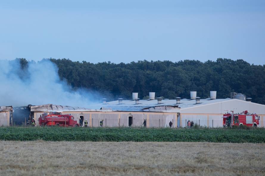 AndrijaÅ¡evci: Izgorjela Pikova farma svinja, stradalo 1000 svinja?