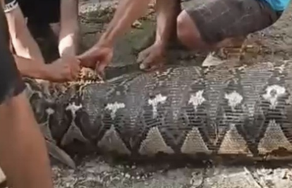 Piton dug 8,5 metara progutao muškarca u Indoneziji