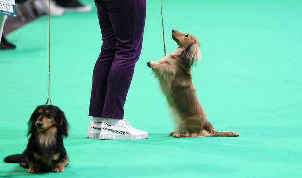 Crufts, Thursday