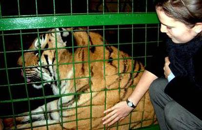 Plaćaju 1500 kn da gurnu ruke tigrovima u kavez