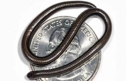 Na Barbadosu pronađena najmanja zmija na svijetu