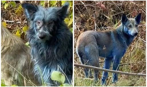 Misterij u Černobilu: Uočili su plave pse na mjestu nuklearne katastrofe! Ovo su pretpostavke